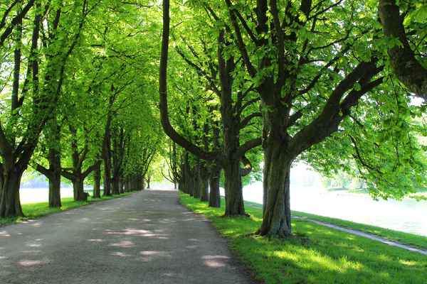 SONNTAGSSPAZIERGANG IV