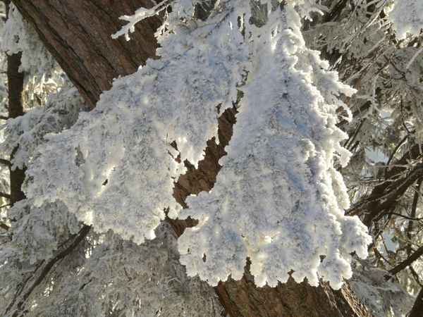 Im Winterwald