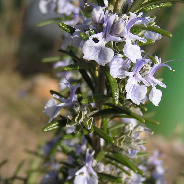 Rosmarin in Blüte