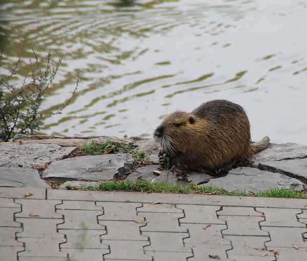 Eine Biberratte am Moldauufer 01