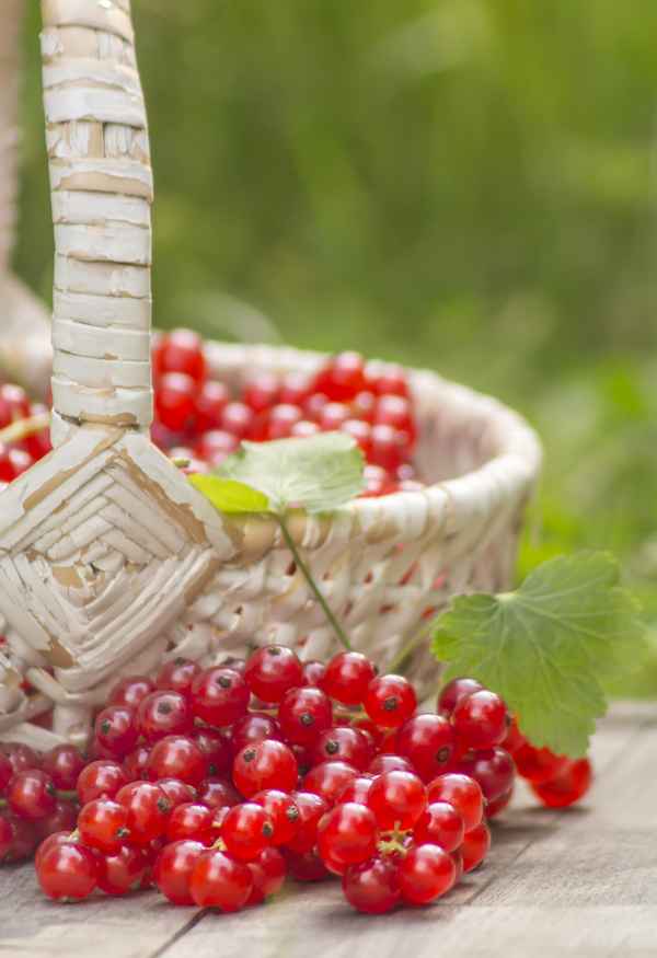 Rote Johannisbeeren Korb