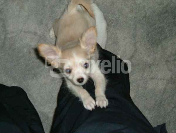 Chiqui am Bein...