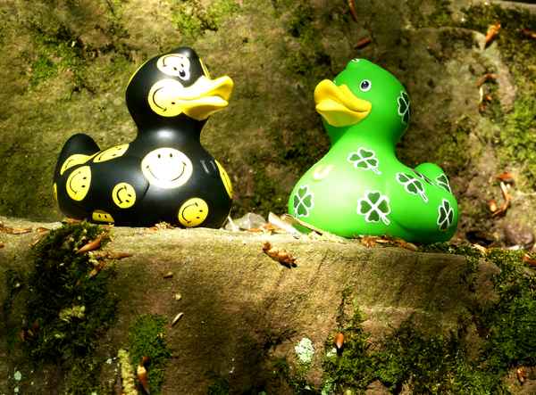 2 Erpel auf der Treppe zum Fluß