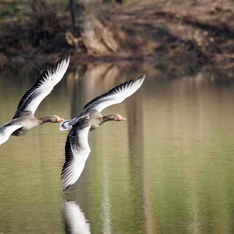 Graugänse im Flug