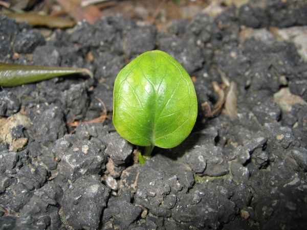 Breaking the asphalt