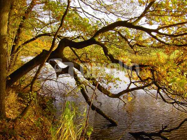 Herbst an der alten Aller 4