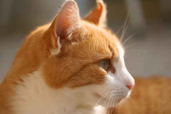 Katzenporträt