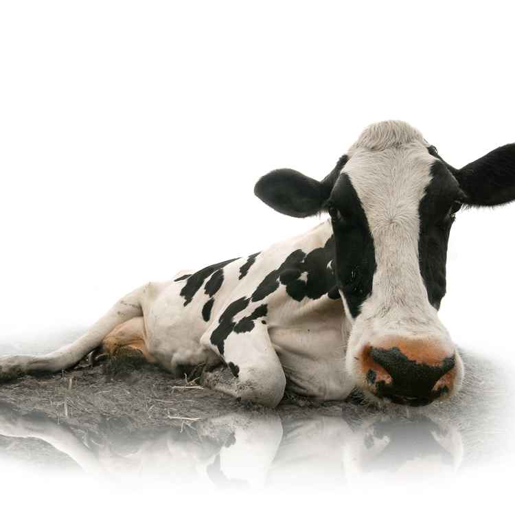 Schwarzweiß gefleckt.