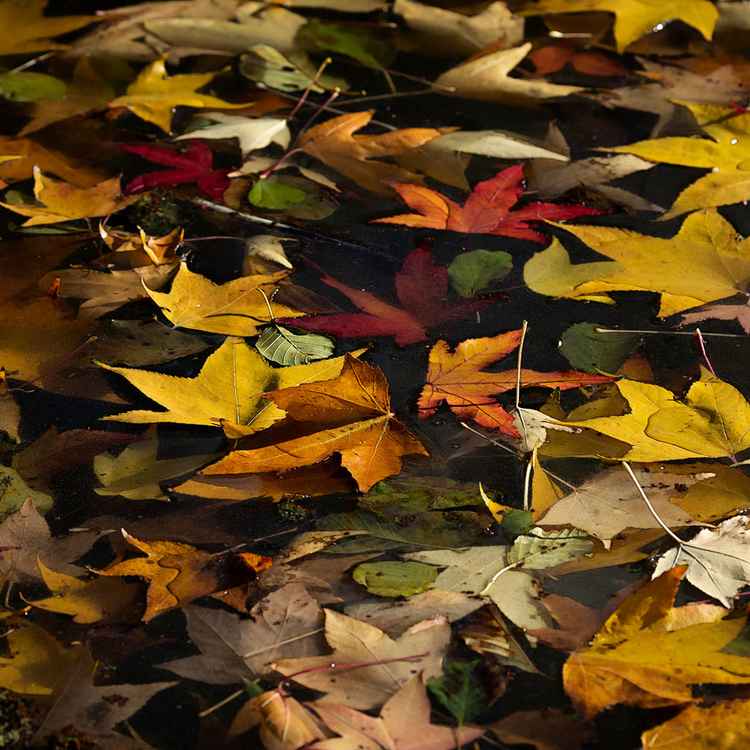 Schwimmende Herbstblätter