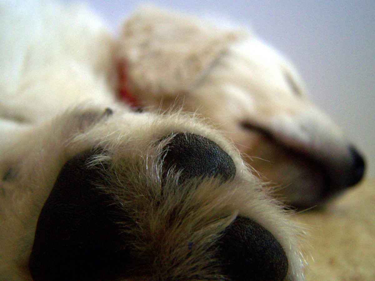 Wecke keine schlafenden Hunde