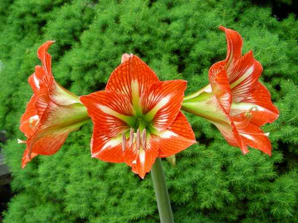Amaryllis - orange-weiss
