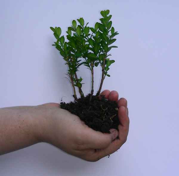 Eine Hand voll Erde ...