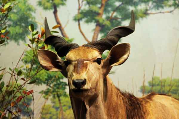 Impala