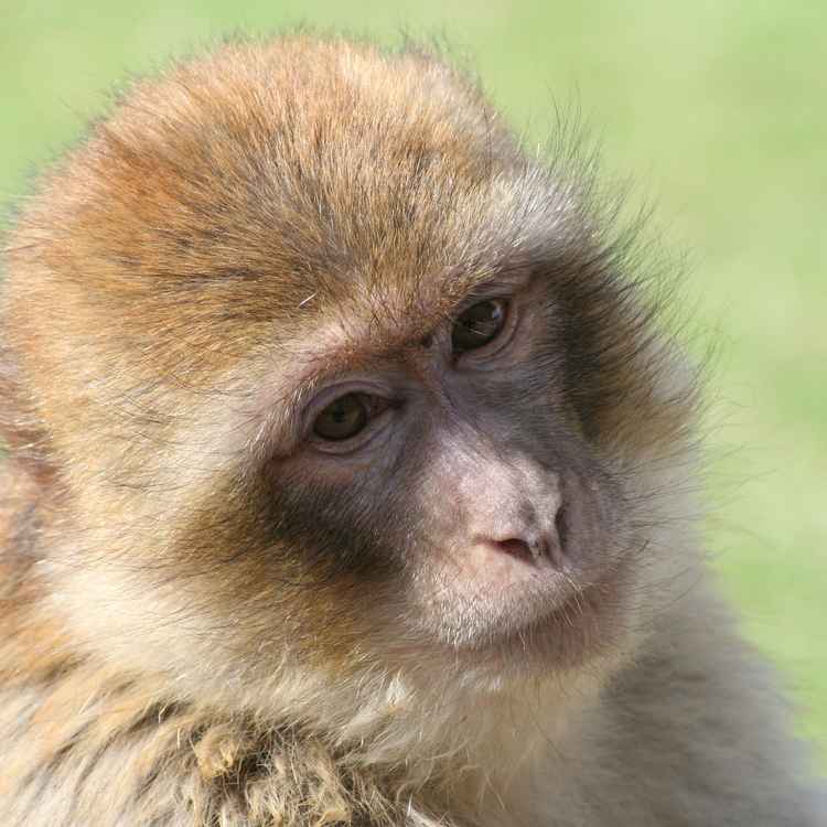 Affenzirkus