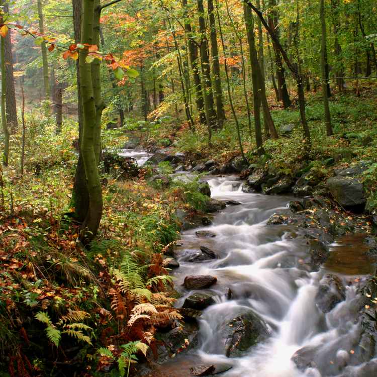 Herbst