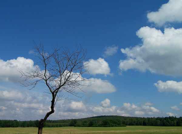 Toter Baum