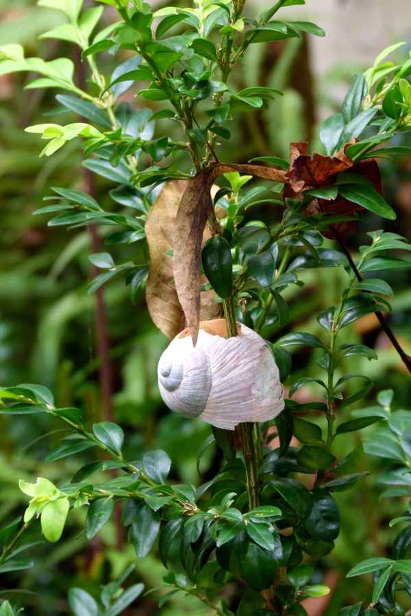 durchwachsenes Schneckenhaus