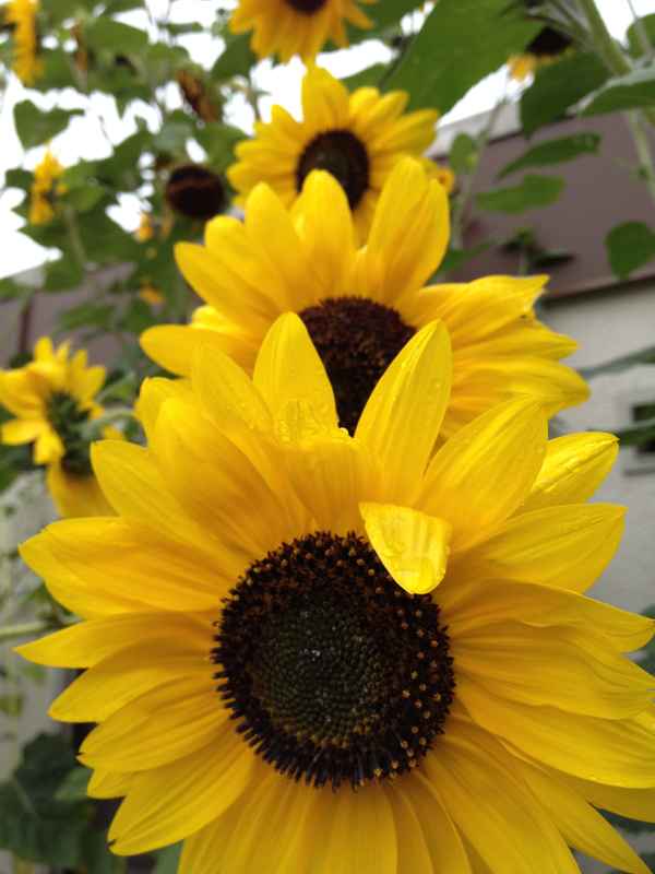 Sonnenblume im Morgentau