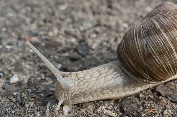 Helix pomatia