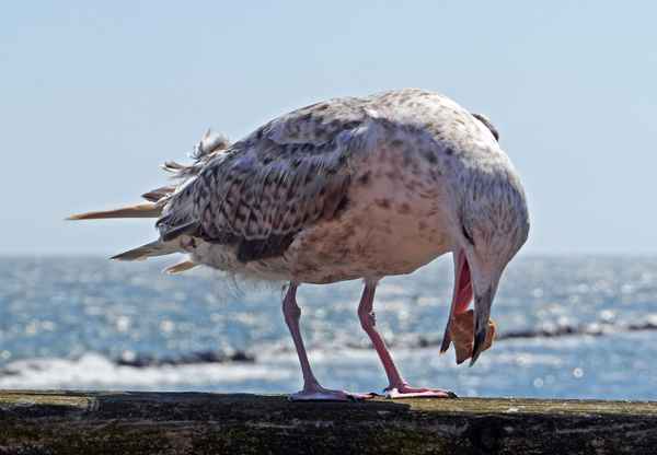 "Immer diese großen Brocken!"