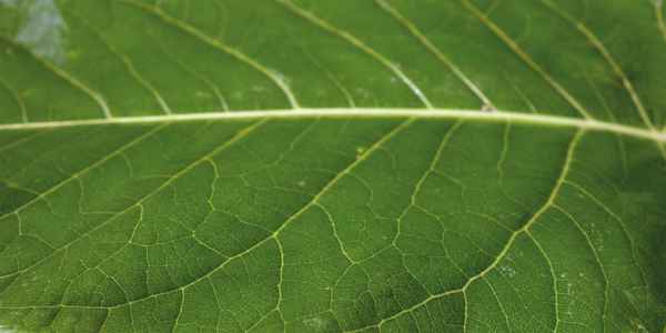 Grüner Blatt-Hintergrund Nahaufnahme 02