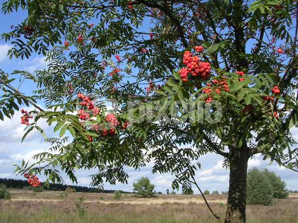 Eberesche oder Vogelbeerbaum