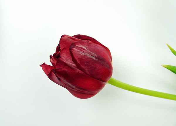Tulpen - Rot ....