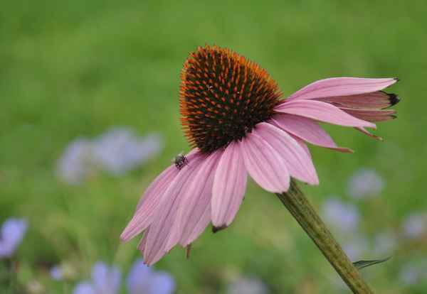 Echinacea