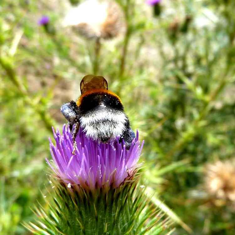 Kleiner Hummel-Popo