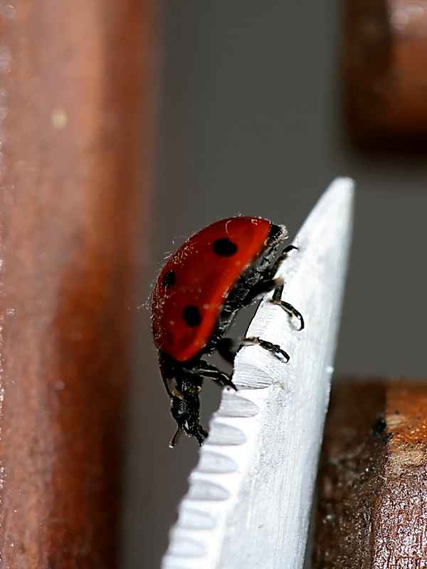 das Glück auf Messers Schneide
