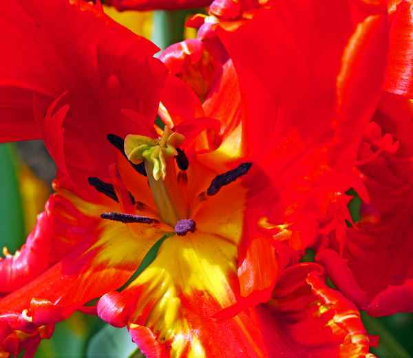 Feuerrot , . . . .
