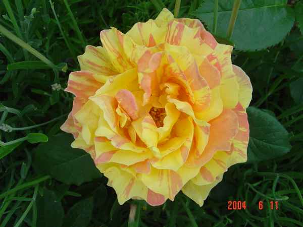 rose