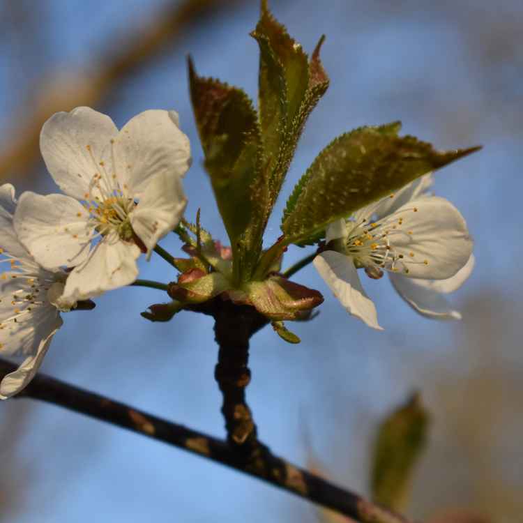 Kirschblüte mit grüne Blätter