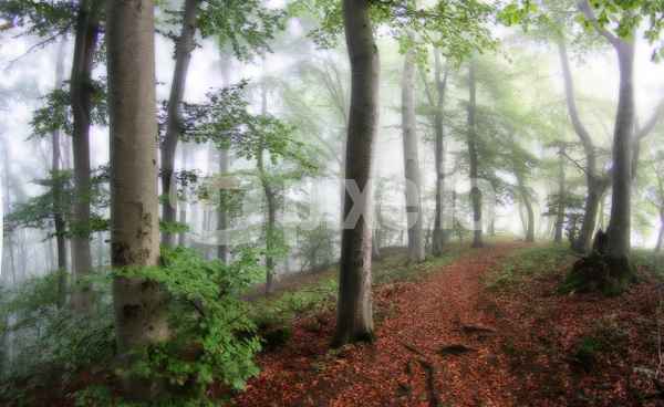 Noch träumt der Wald
