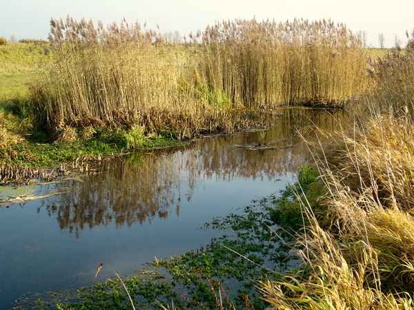 Zugewachsen 2