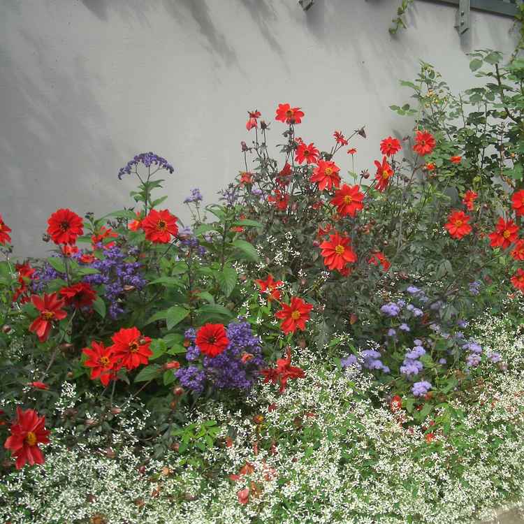 Mauerblümchen