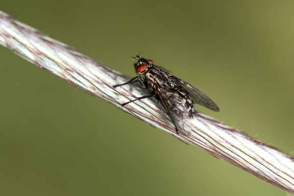 Fliegen-Makro