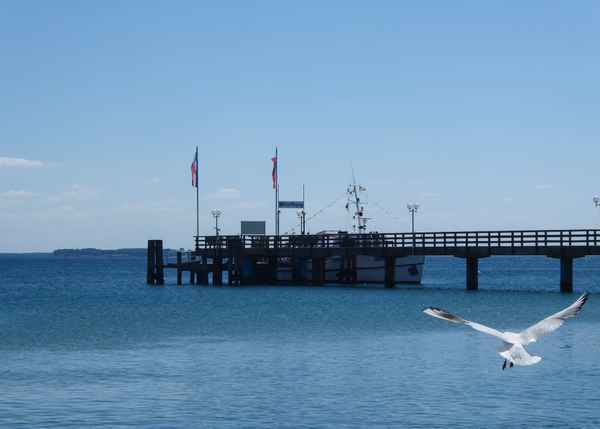 Seebrücke mit Möwe