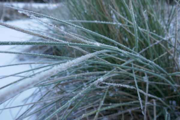 Gefrorenes Seegras