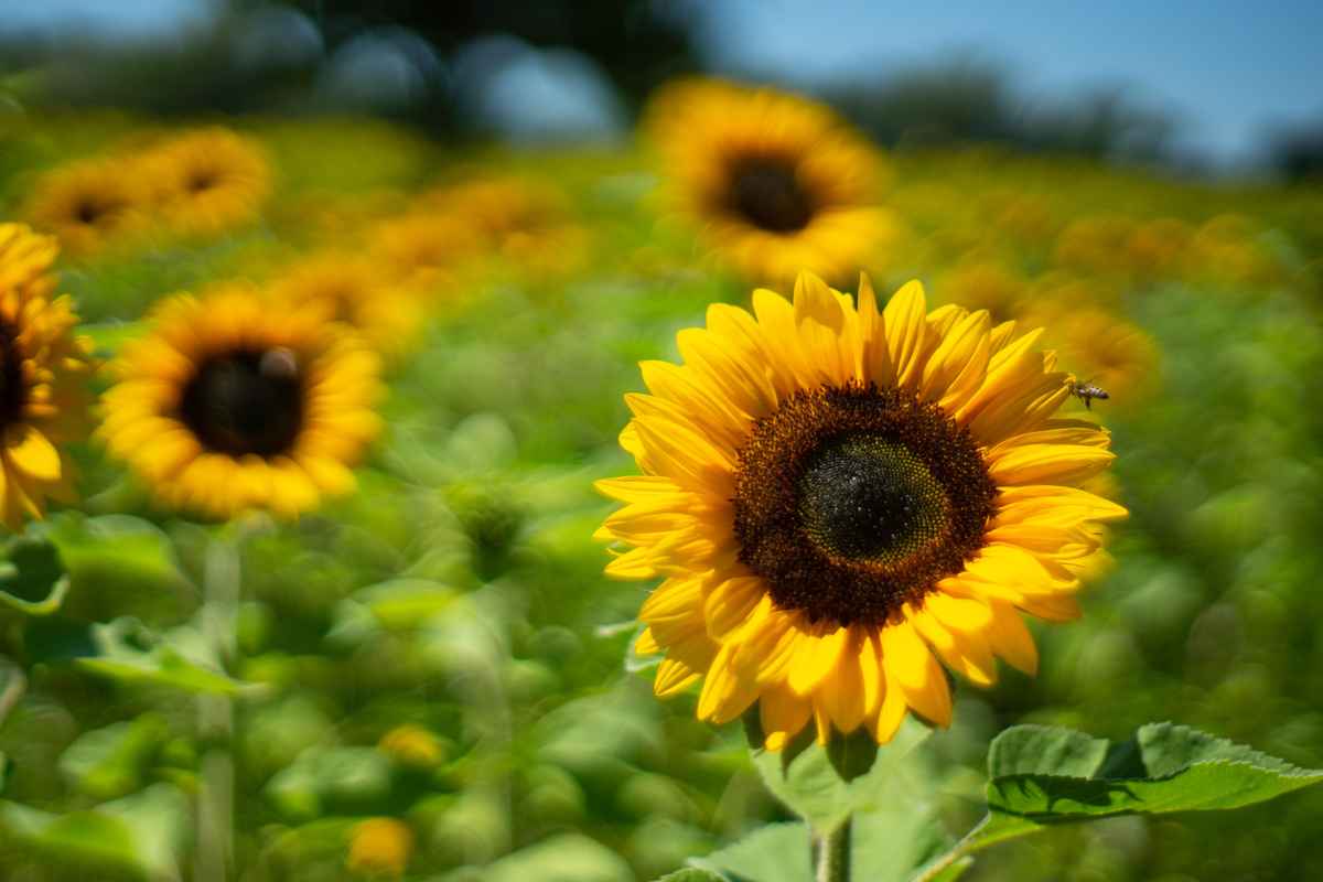 Sonnenblumen-Bokeh