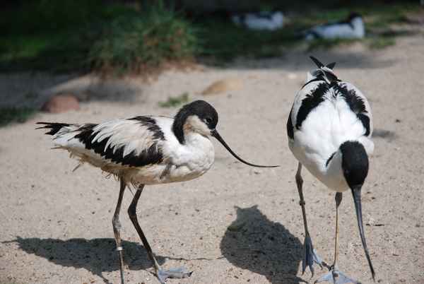 Seltsamer Vogel Teil 2