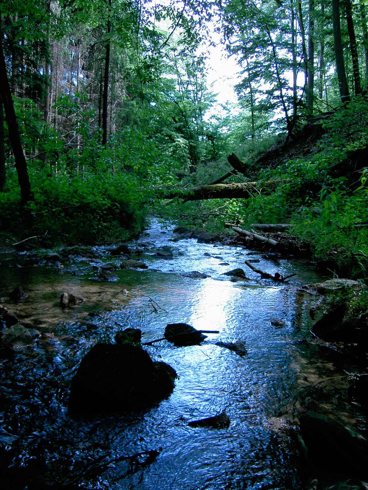 Wald & Wasser