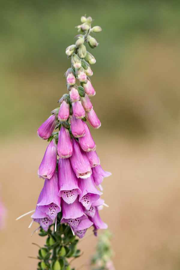 Digitalis
