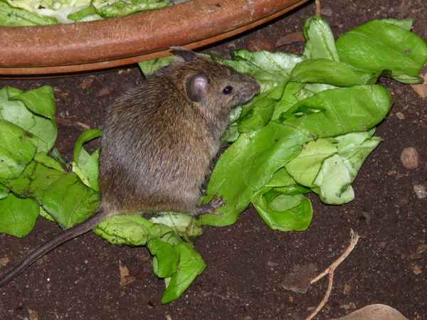 Hungrige Maus