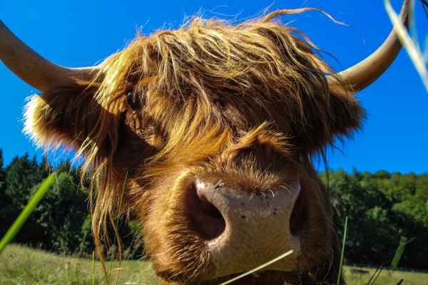 Highland Rind im Schwarzwald