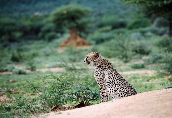Gepard in Okonjima