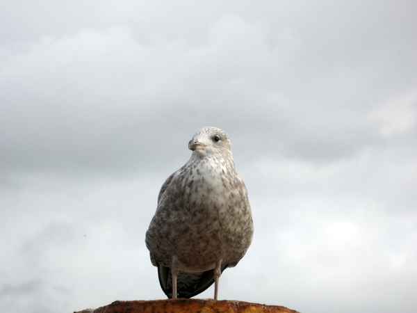 Möwe hält Ausschau