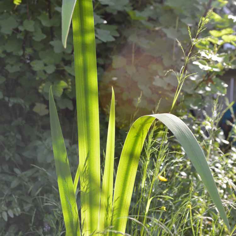 Wasserlilie im Gegenlicht