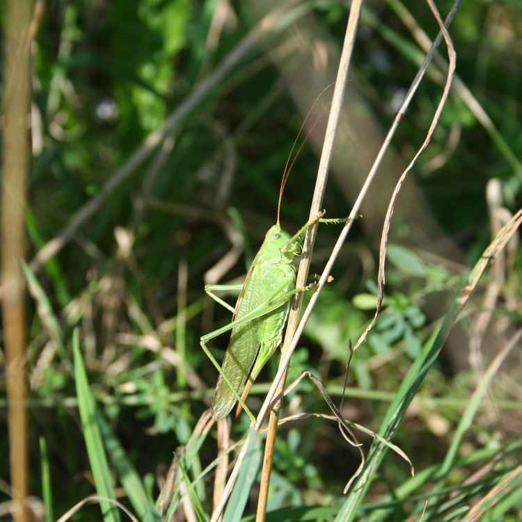 Grashüpfer