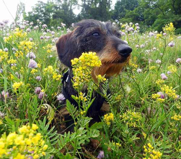 Blumenwiese mit Dackel